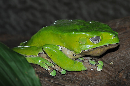 roheline, konn, kahepaiksed, olend, Frog pond, Sulgege, Makro