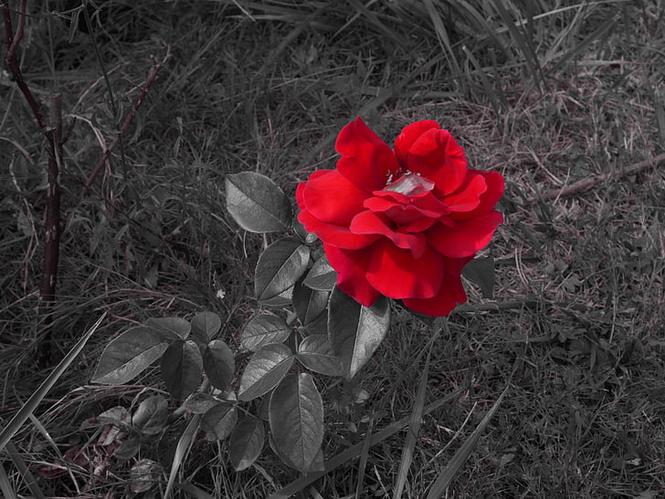 Rosa, flor, vermell