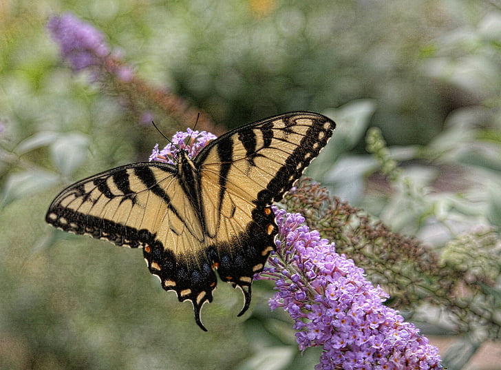 Метелик, у tiger swallowtail, Природа, жовтий, Вітрильник-Папілій, главку