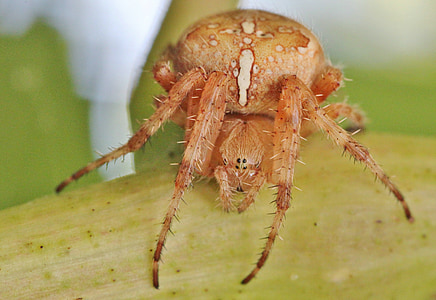 spin, insect, Spider macro, sluiten, dier, giftig, natuur
