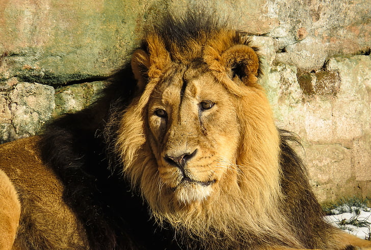 Lion, Predator, chat, mâle, Zoo, Nuremberg, crinière