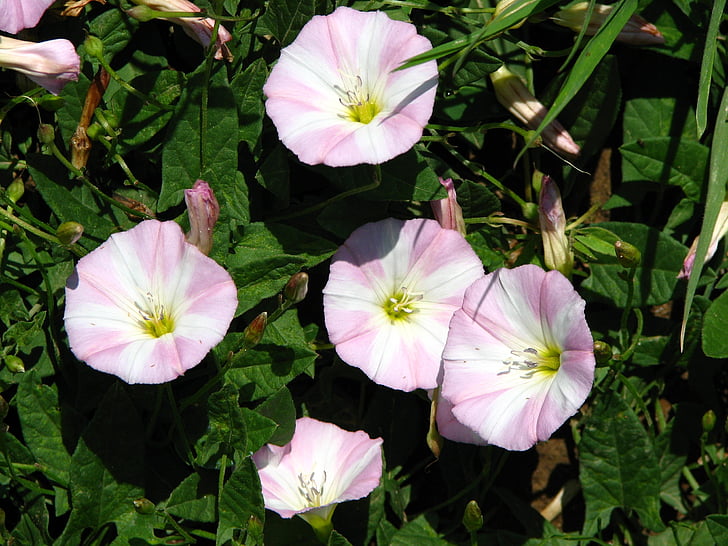Đậu Vicia, màu hồng, trắng, Hoa, Blossom, nở hoa, thực vật
