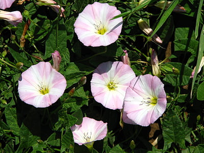 ervilhaca, -de-rosa, Branco, flor, flor, flor, planta