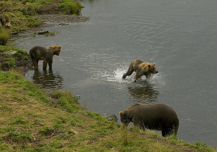 bears, female, sow, cubs, water, playing, cute