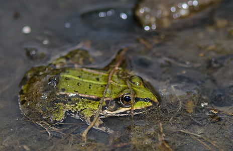 ếch, Ếch cỏ, nước, màu xanh lá cây, mùa hè, Thiên nhiên
