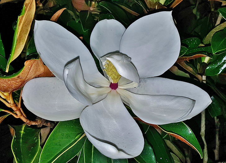 fiore, Magnolia, fiore bianco, petali di, floreale, fragrante, fragranza