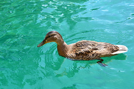 патица, патица птица, патица плуване, женски, плуване, птица, зеленоглави патици