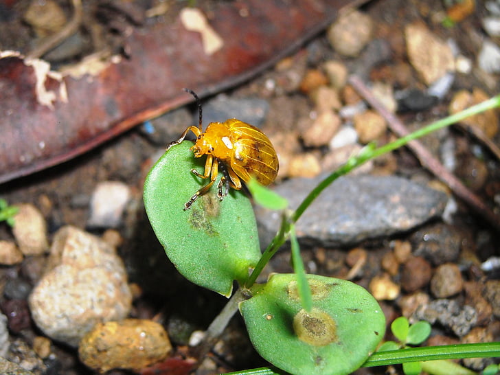 joaninhas, amarelo, insetos, brotos de, verde, Leucaena leucocephala, cascalho