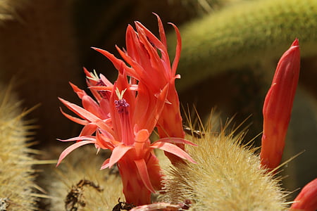 Cactus, Blossom, Bloom, Kannus, Sulje
