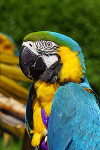 Ara, blå, papegøje, fugl, dyr