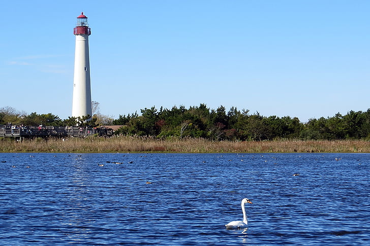 lighthouse, swan, wetlands, cape may, new jersey, nature