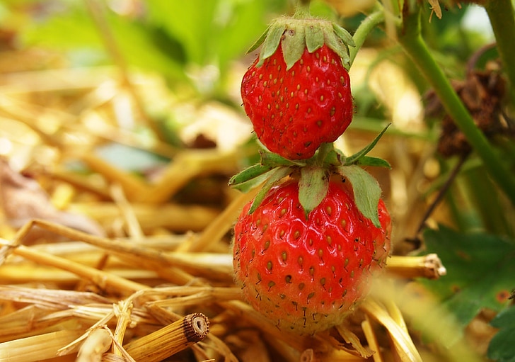 maasikad, punane, maitsev, Armas, puu, toidu, loodus