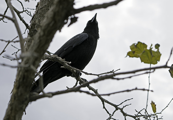 Crow, fugl, sort, natur, Wildlife, Raven, naturlige