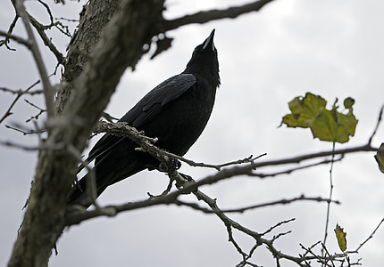 con quạ, con chim, màu đen, Thiên nhiên, động vật hoang dã, Raven, tự nhiên
