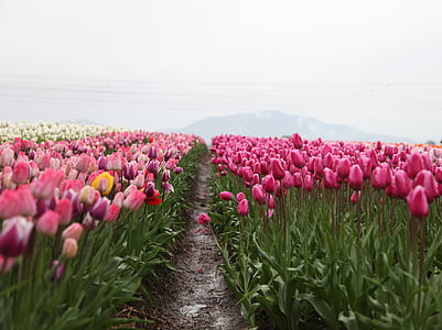 tulipano, rosa, petalo, fiore, pianta, verde, foglia