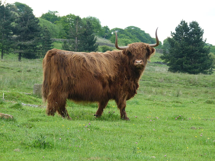 kráva, Highland, rohy, skot, býk, zvíře, farma