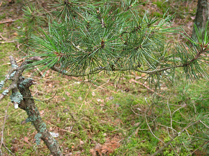 branch, pine, needles, green, tree, conifer