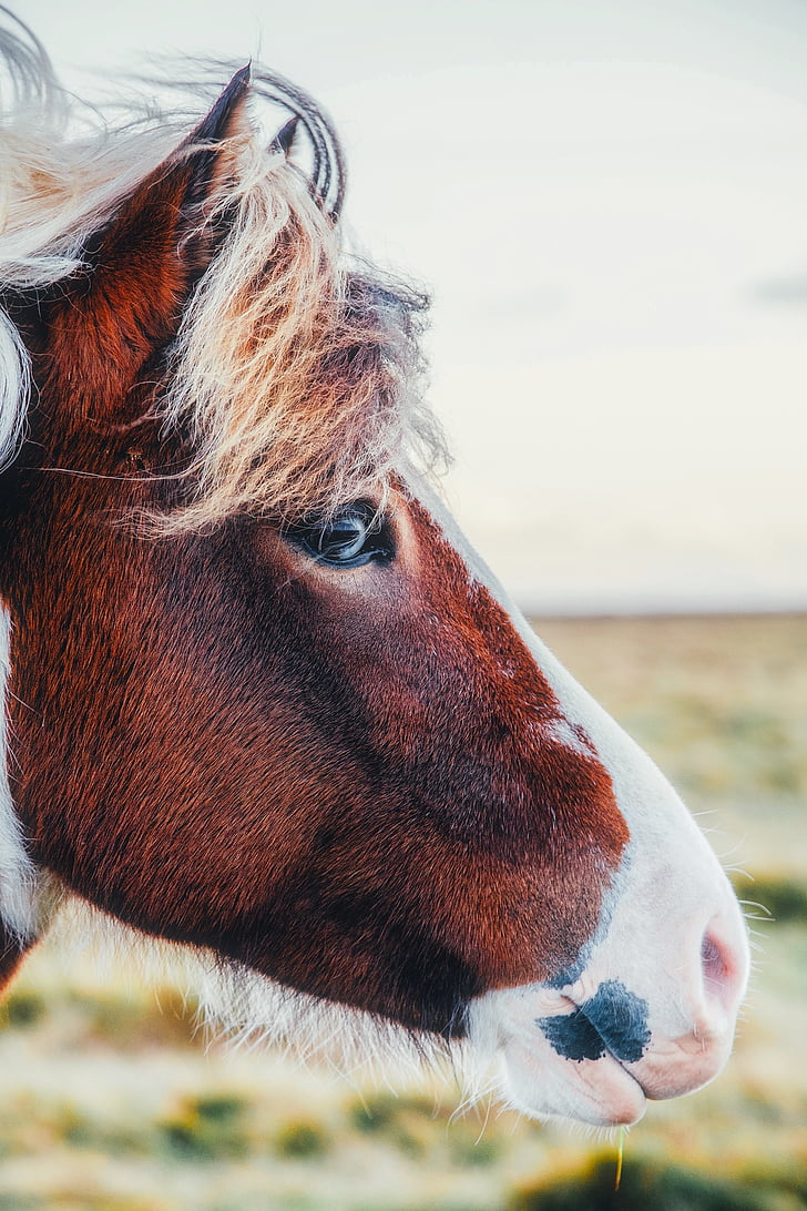 Pony, caballo, animal, paisaje, Perfil, macro, Closeup