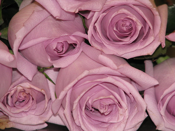 fialová, růže, květ, lila, kytice, čerstvé, růžová