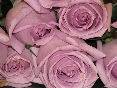 fioletowy, Róża, kwiat, liliowy, bukiet, świeży, różowy