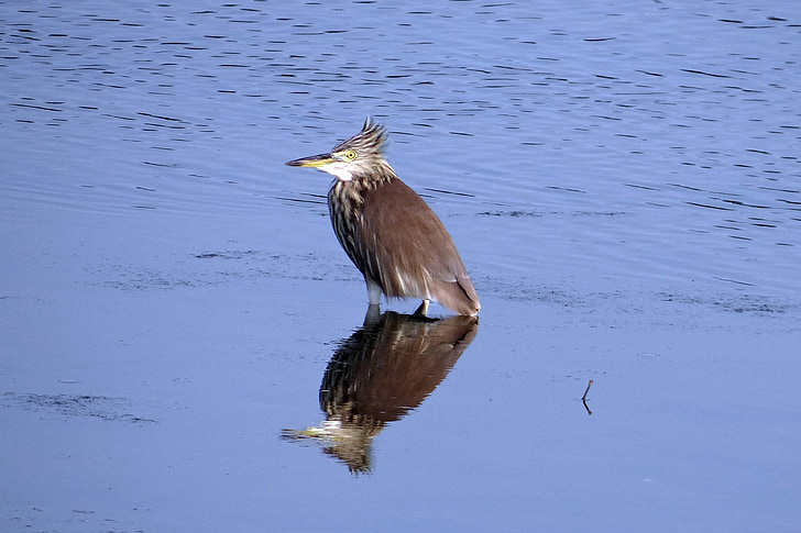 pond heron, bird, reflection, creek, karwar, india