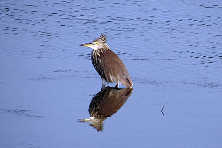 pond heron, bird, reflection, creek, karwar, india