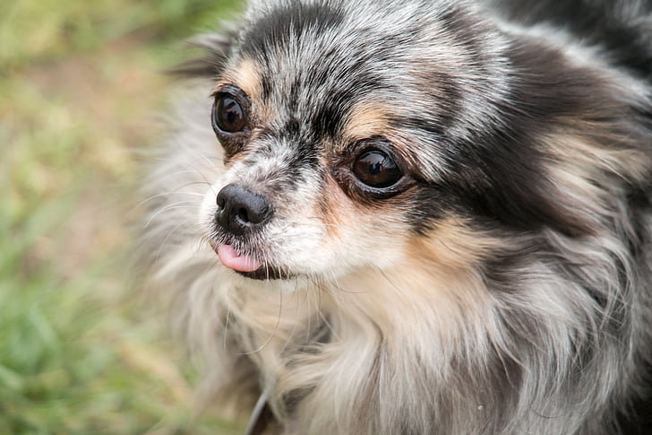 Chihuahua, pies, Chiwawa, małe, mały pies, zwierzętom, zwierząt
