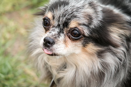 Chihuahua, pes, chiwawa, mala, majhen pes, pet, živali