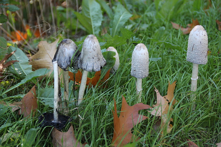 mushrooms, coprinus, autumn, nature, forest