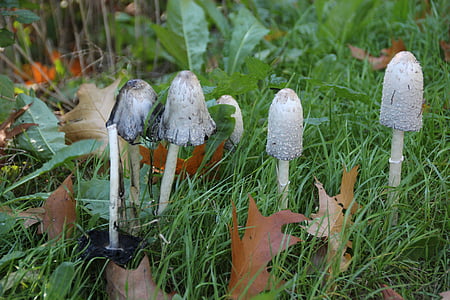 버섯, coprinus, 가, 자연, 숲