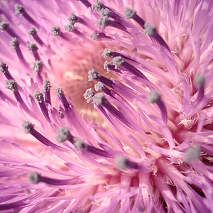 Thistle, merah muda, ungu, makro, alam, bunga, musim semi