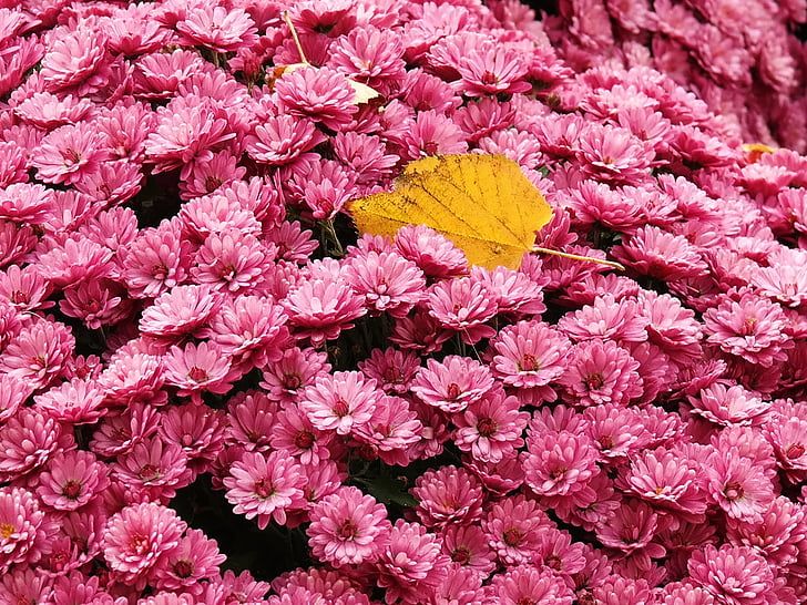 Gerbera, bunga, merah muda, tempat tidur bunga, daun, kesepian, sendirian