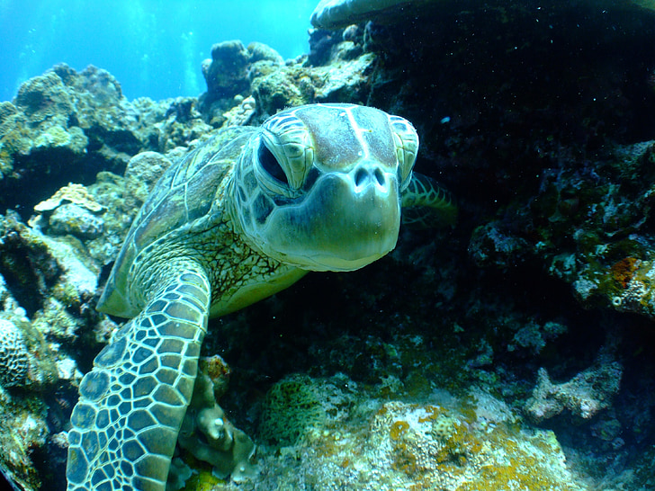 turtle, sea, diving, underwater, reef, nature, animal
