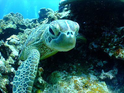 Schildkröte, Meer, Tauchen, Unterwasser, Riff, Natur, Tier