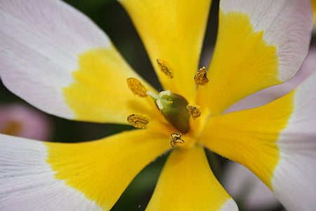Słupek, kwiat, Bloom, pyłek, kwiat, biały, żółty