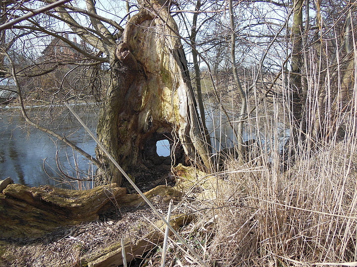 old tree stump, hollow tree stump, peephole, hollow, moat, water, dry grass