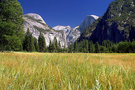 Yosemite nationalpark, landskap, fältet, bergen, skogen, träd, dalen