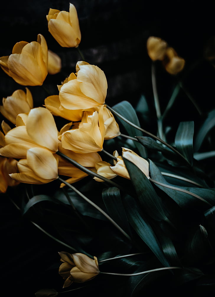 nature, plant, flowers, leaves, petals, bloom, yellow