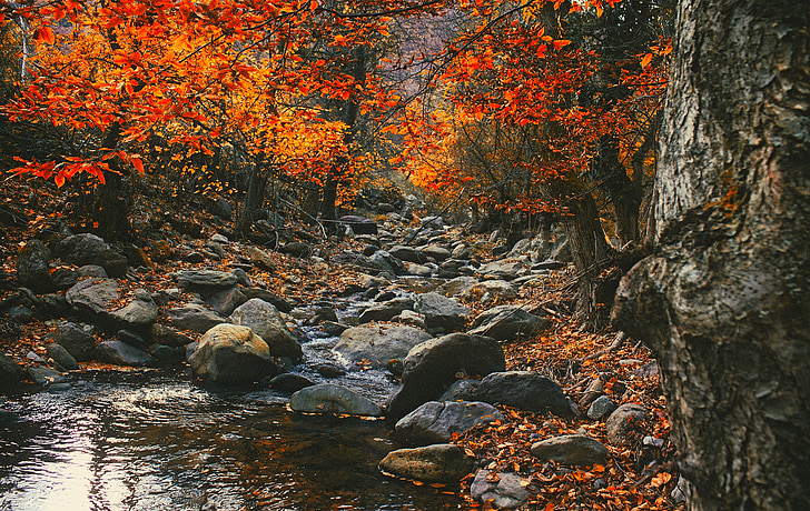 Romania, paesaggio, scenico, caduta, autunno, fogliame, colori
