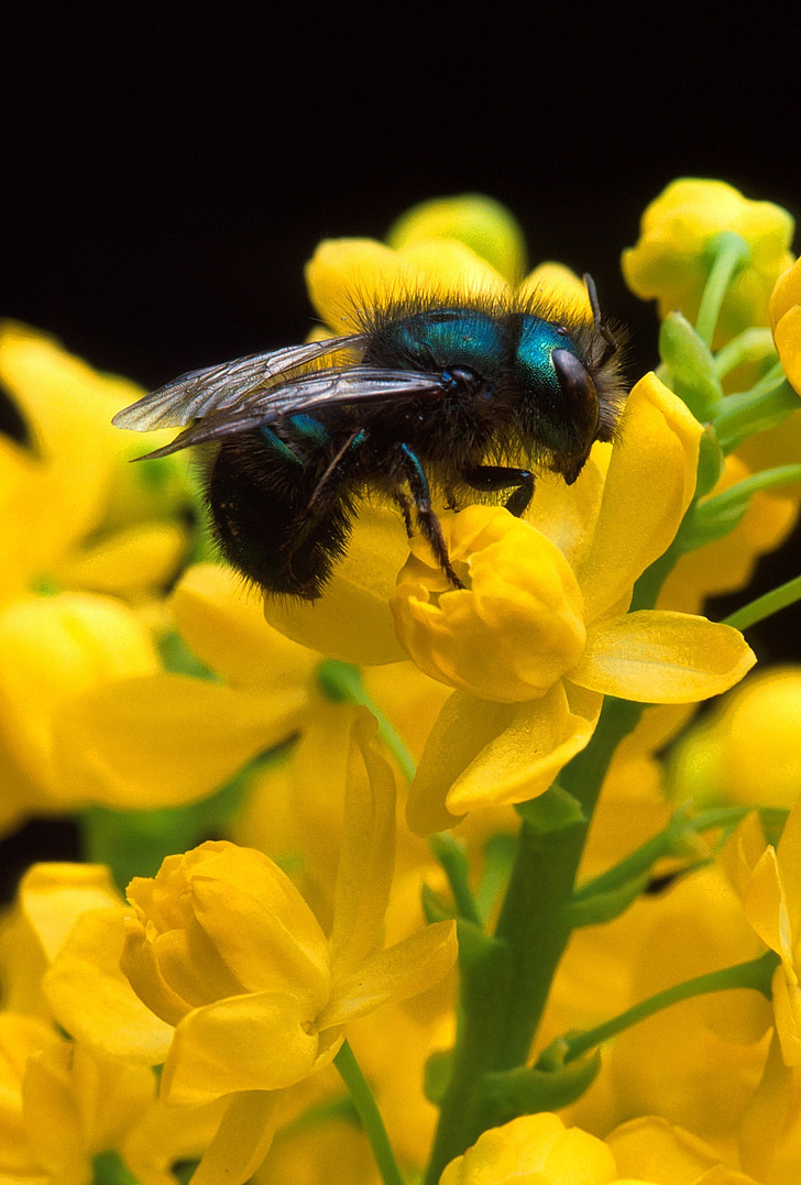 Bee, pollen, insekt, blomma, makro, naturen, pollinering