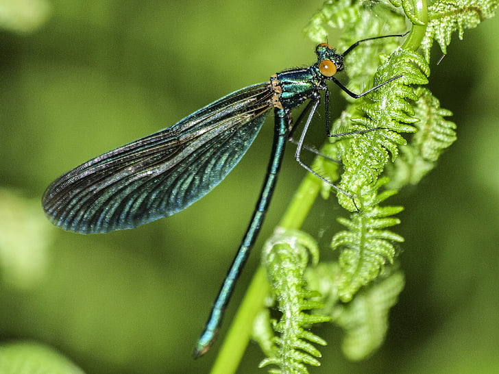 Dragonfly, insect, natuur, dier, macro, Close-up, dierlijke vleugel