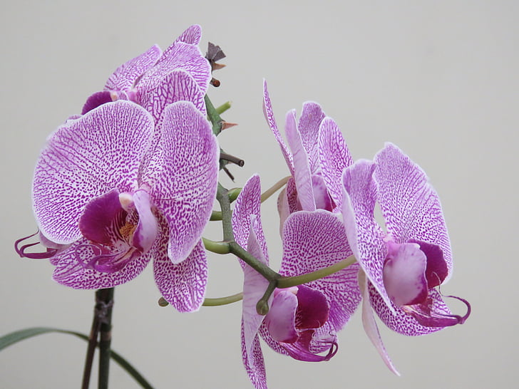 Orquídea violeta, Orquídea hermosa, Orquídea, flor, flor, violeta, púrpura