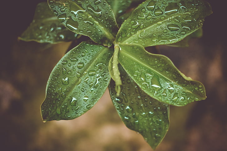 nature, agriculture, plant, leaves, dew, rain, raindrops
