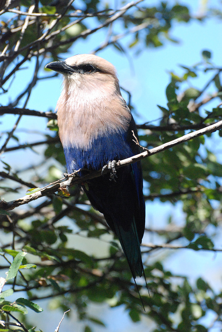 blue-bellied roller, bird, tree, branch, sky, clouds, nature