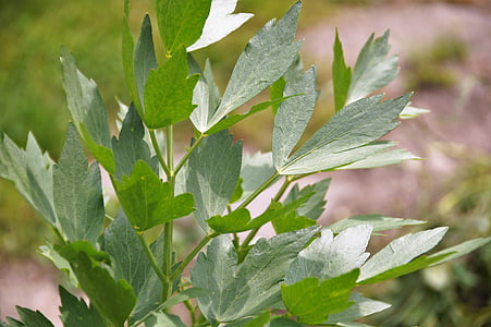 ligurček, levisticum, Herb, korenie, Záhrada, rastlín, expresívne
