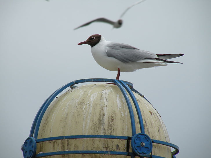 seagull, sitting, lamp, birds, still life, water birds, grey