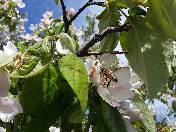 bina, blommor, naturen, våren