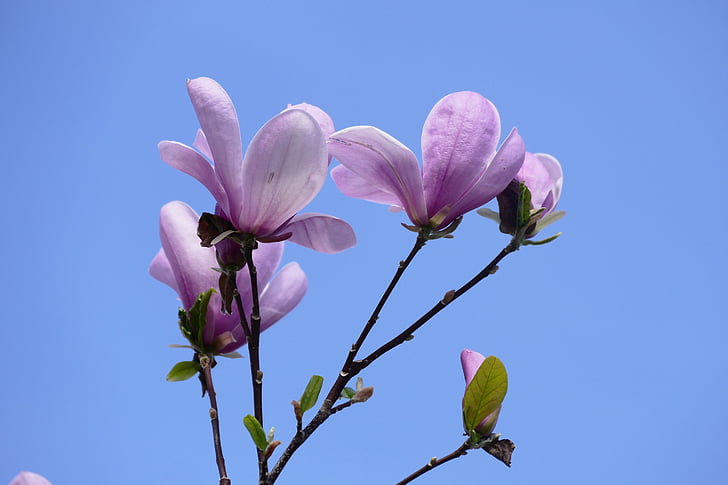 Magnolia, bunga, musim semi, Blossom, mekar, merah muda, Cantik