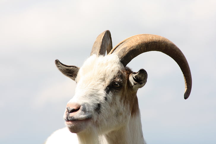 Billy goat, Áries, chifres, animal de estimação, retrato, animal, ovelhas