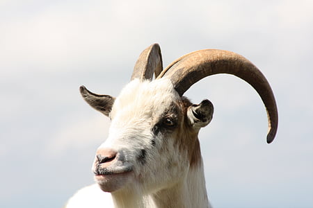 billy goat, aries, horns, pet, portrait, animal, sheep